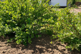 Дача 54 м² на участке 12 сот.